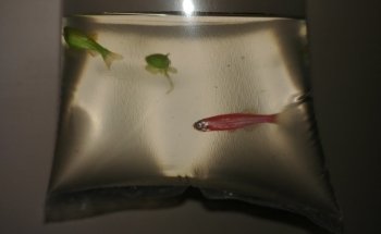 Nautica Acuario
