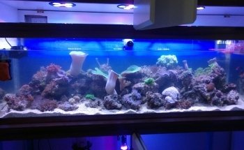 Nautica Acuario