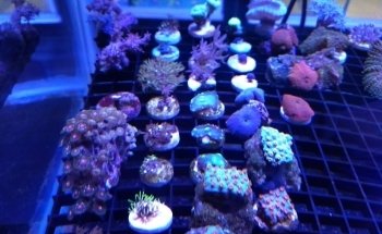 Nautica Acuario