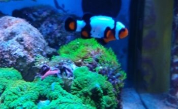 Nautica Acuario