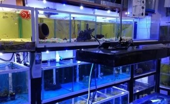 Nautica Acuario