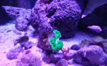 Acuario Aqua2