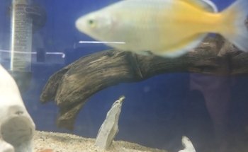 Acuario Aqua2