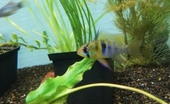 Acuario Aqua2