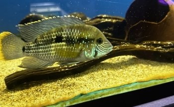 Acuario Aqua2