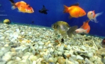 Acuario Aqua2