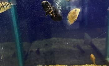 Acuario Aqua2