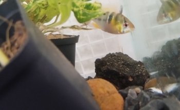 Acuario Aqua2