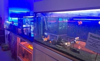 Acuario Kalypso