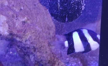 Acuario Kalypso