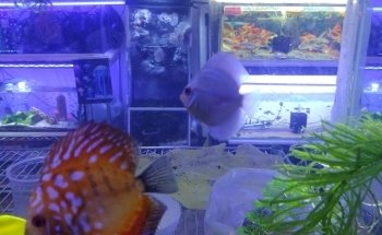 Acuario Kalypso