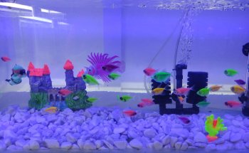 Acuario Kalypso