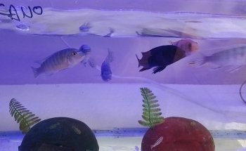 Acuario Kalypso