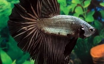 Acuario el carpa