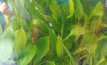 Acuario el carpa
