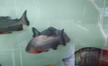 Acuario el carpa
