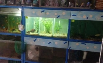 Acuario el carpa