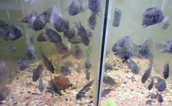 Acuario el carpa