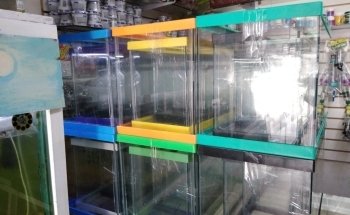 Acuario el carpa