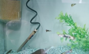 Luna Aquariums