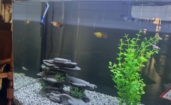 AquaPet
