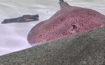 AquaPet
