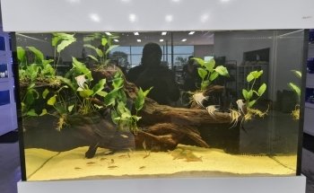 AquaPet