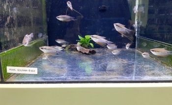 AquaPet