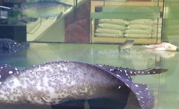 AquaPet