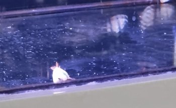 AquaPet