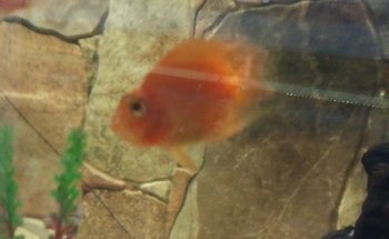 Acuario Williams