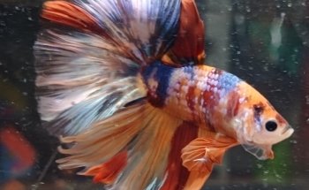 Acuario Williams