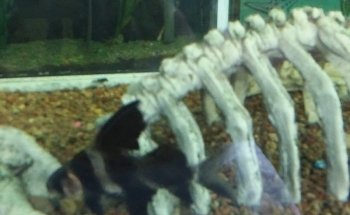 Acuario Williams