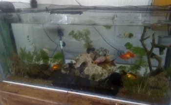 Acuario Williams