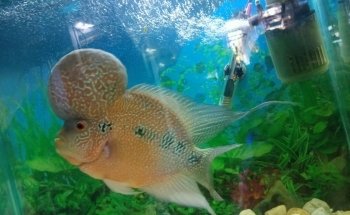 Acuario Williams