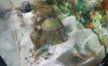 Moby Dick Aquarium