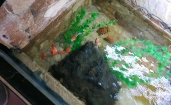 Moby Dick Aquarium