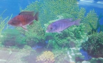 Acuario Moby Dick