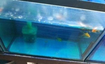 Moby Dick Aquarium