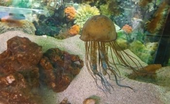 Moby Dick Aquarium