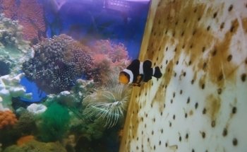 Moby Dick Aquarium