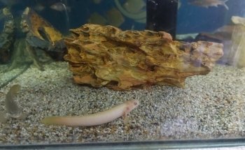 El Otro Acuario