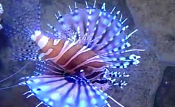 El Otro Acuario