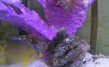 El Otro Acuario
