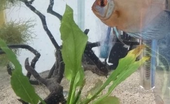 El Otro Acuario