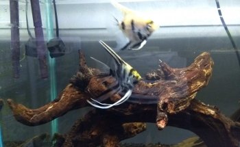 AquaBio