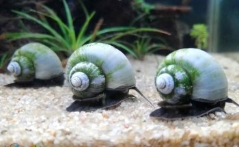 AquaBio