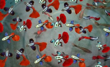 Acuario 