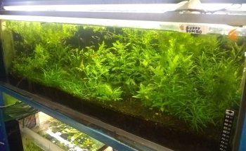 Acuario 