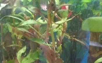 Acuario 